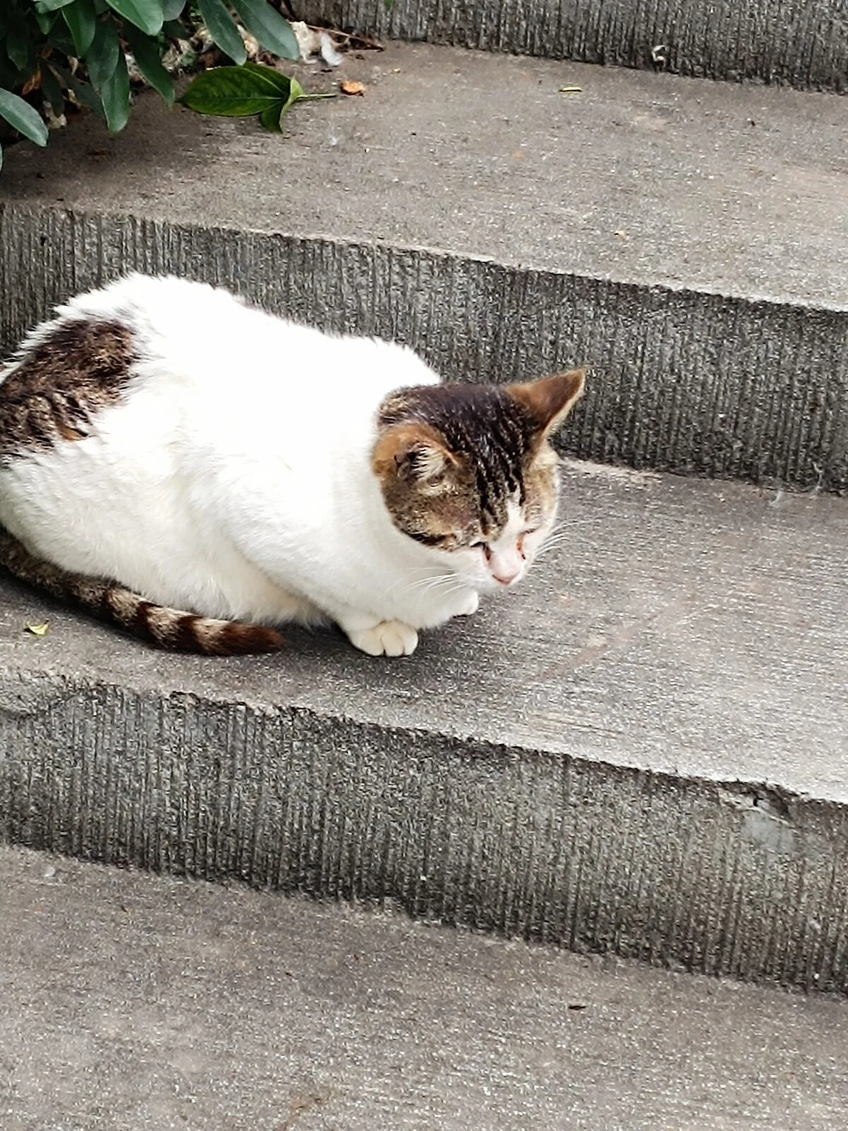 Chubby cat